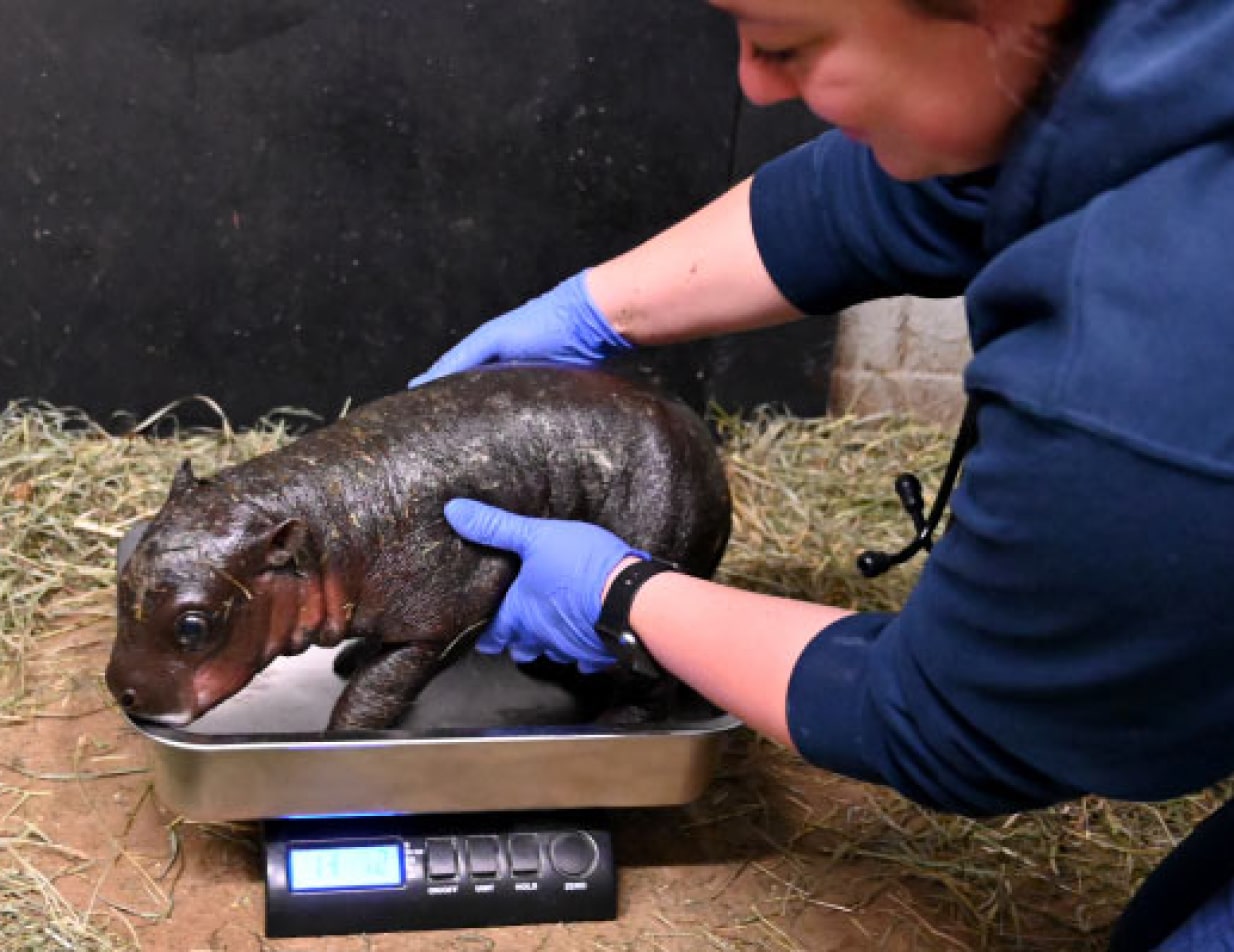 Hippo being measured