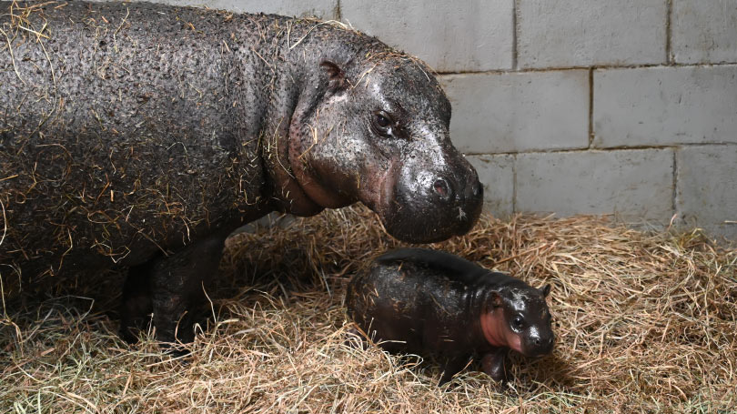 Hippo resting