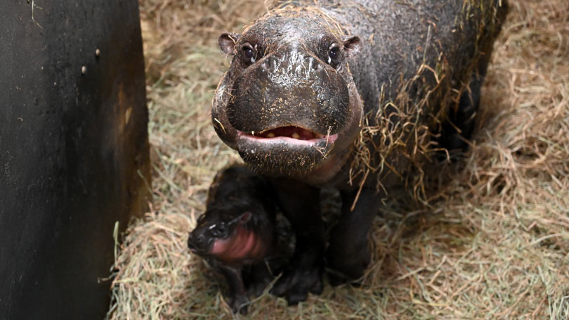 Hippo resting